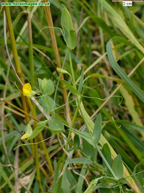 Lathyrus aphaca