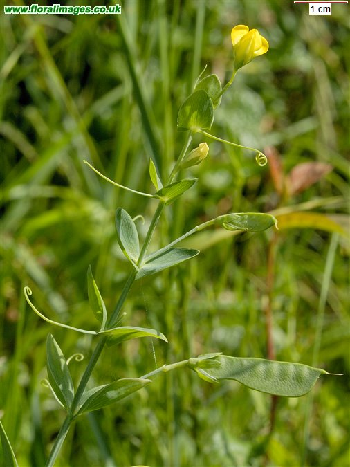 Lathyrus aphaca