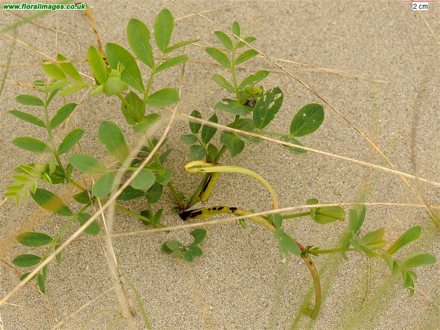 Lathyrus japonicus