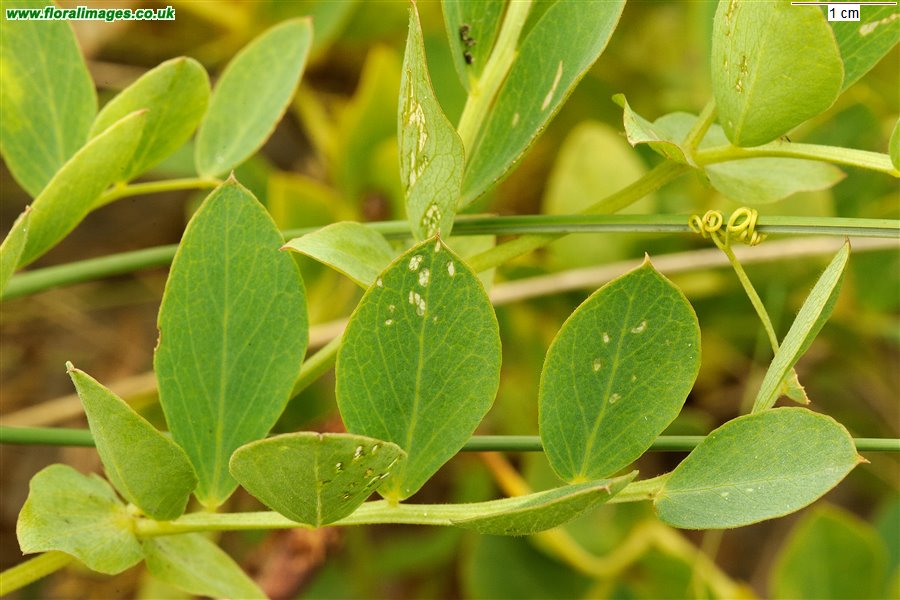Lathyrus japonicus