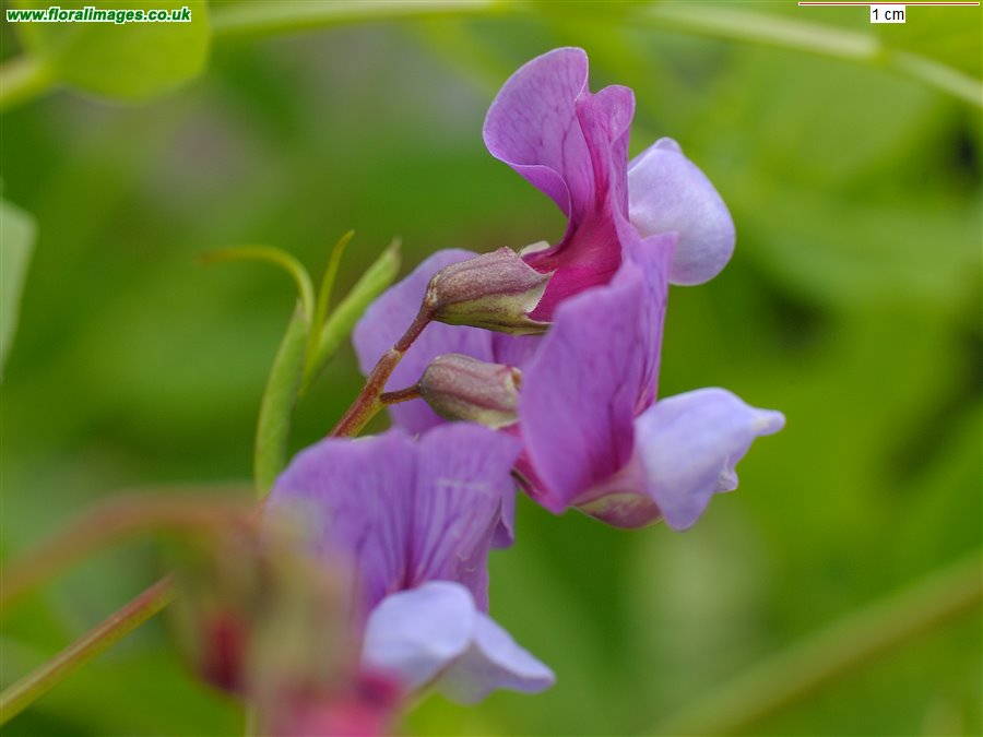 Lathyrus japonicus