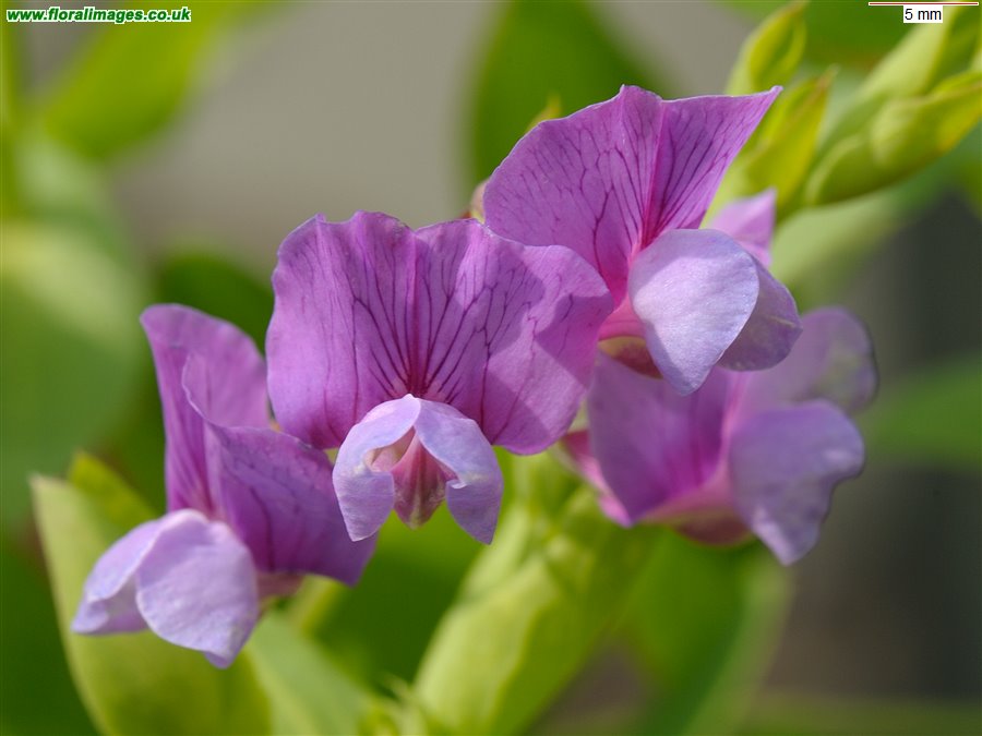 Lathyrus japonicus