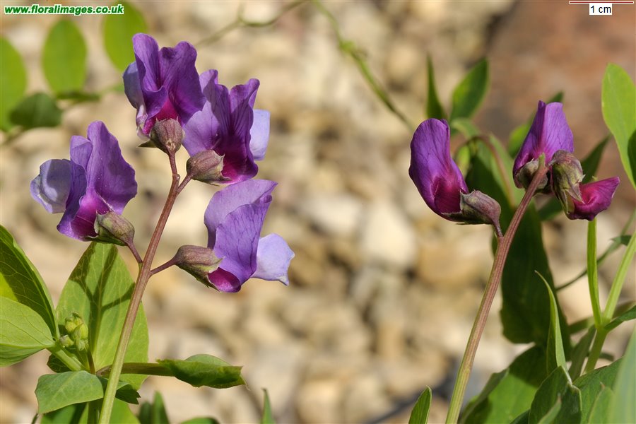 Lathyrus japonicus