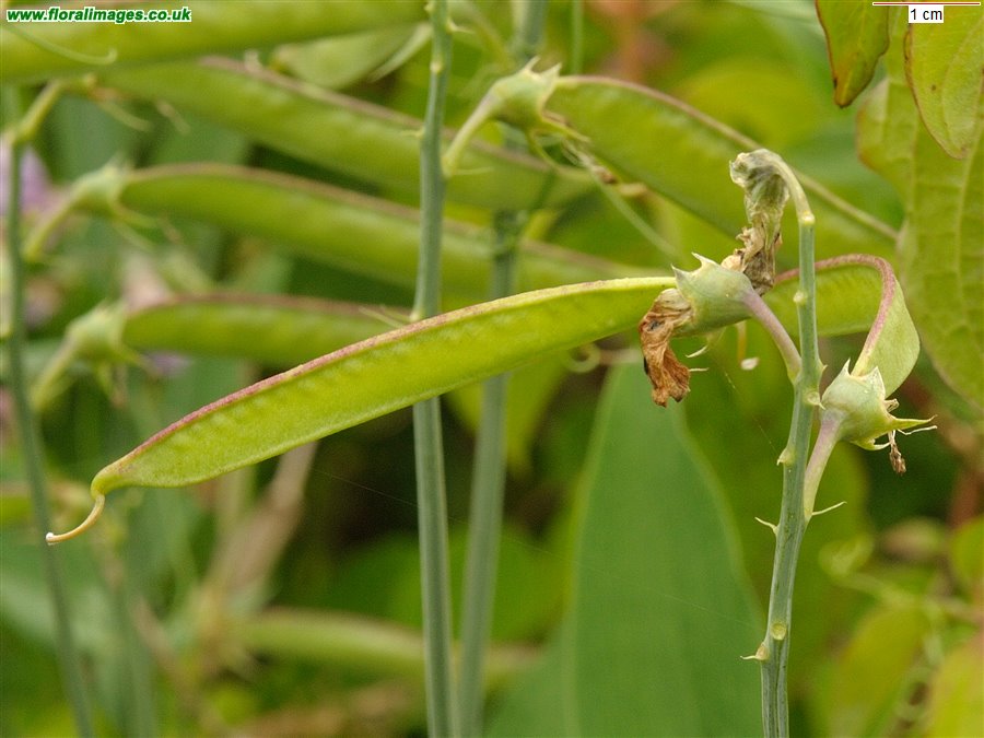 Lathyrus latifolius