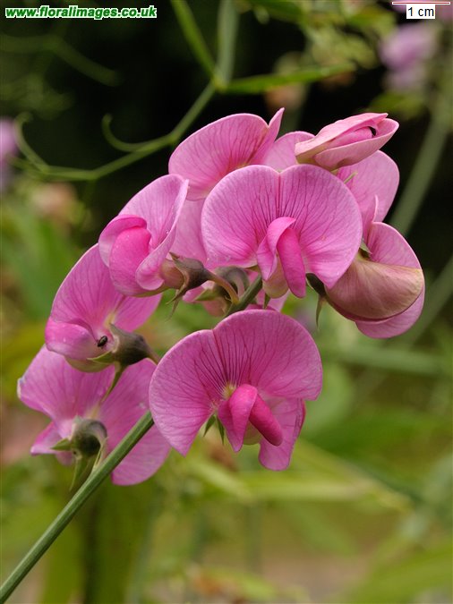 Lathyrus latifolius