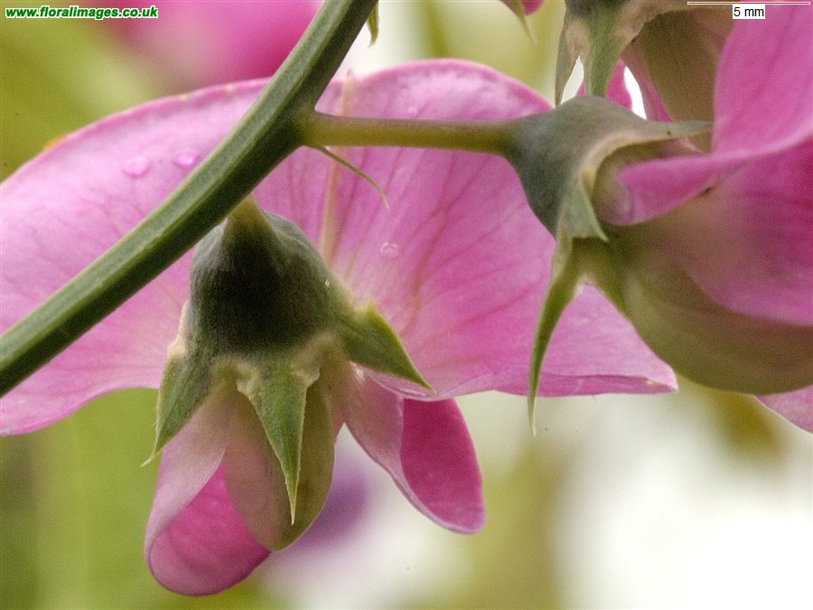 Lathyrus latifolius
