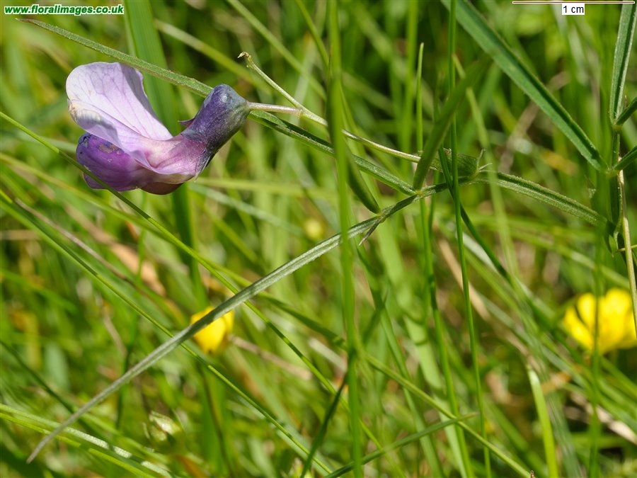 Lathyrus linifolius