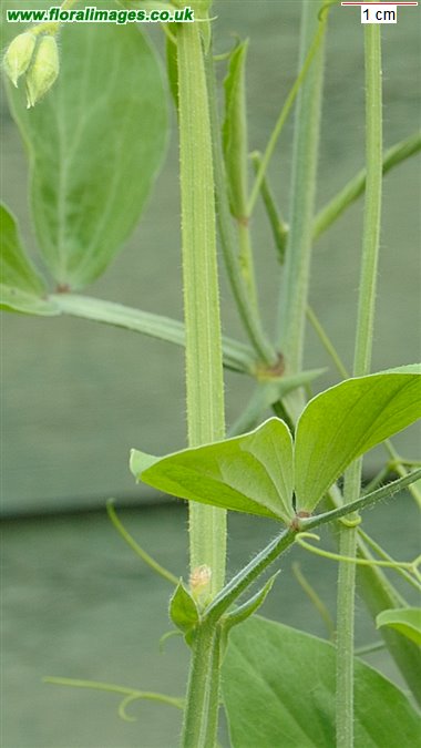 Lathyrus odoratus