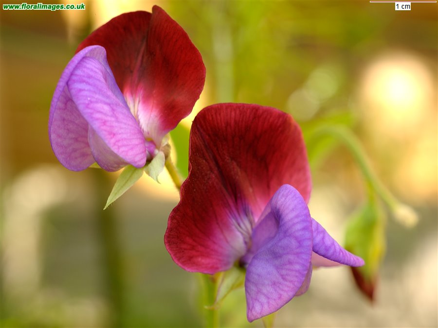 Lathyrus odoratus