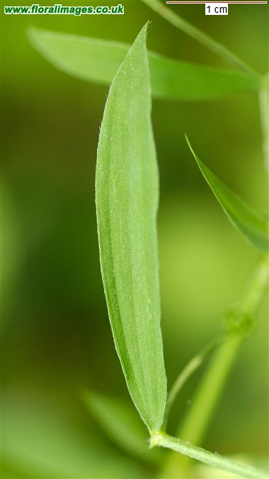 Lathyrus pratensis