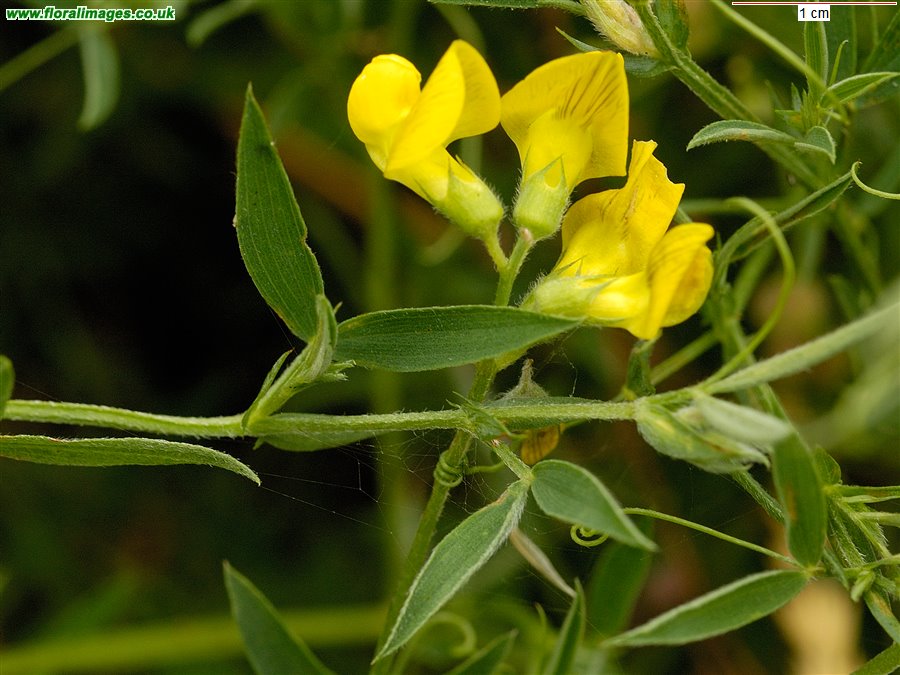 Lathyrus pratensis