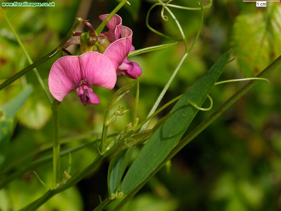 Lathyrus sylvestris