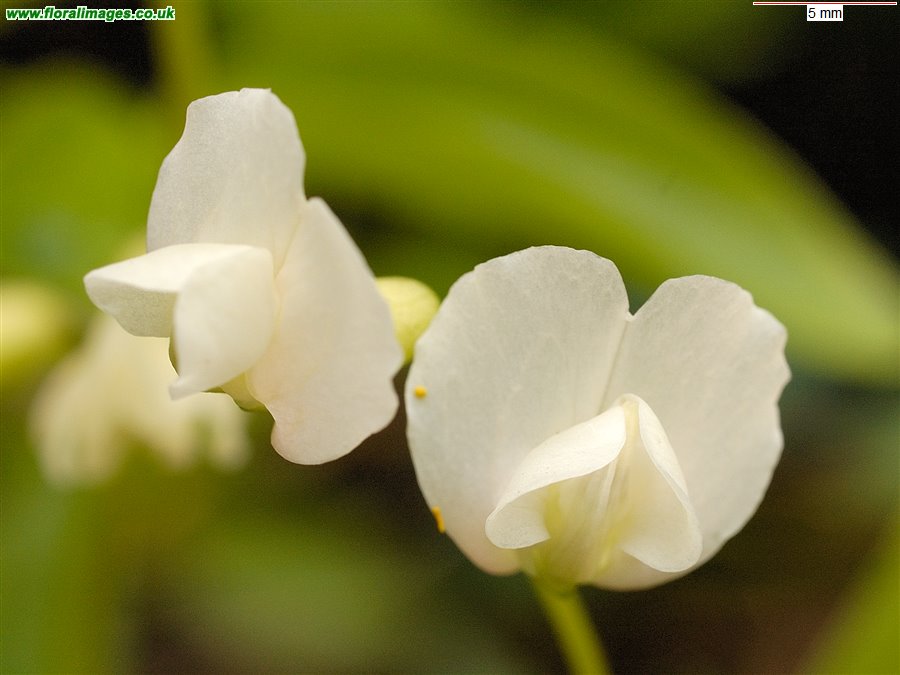Lathyrus vernus