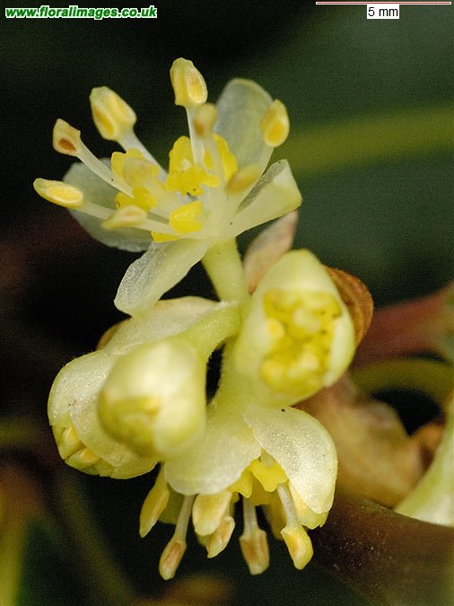 Laurus nobilis
