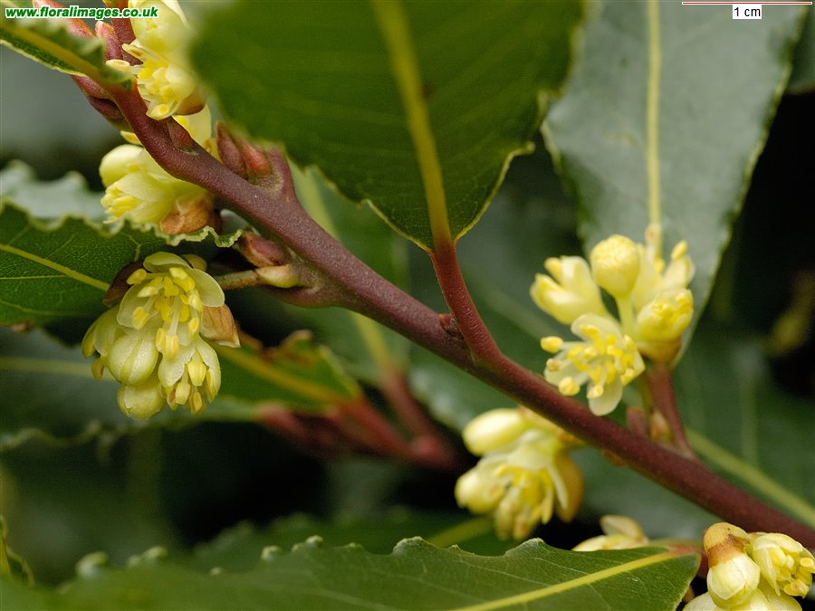 Laurus nobilis