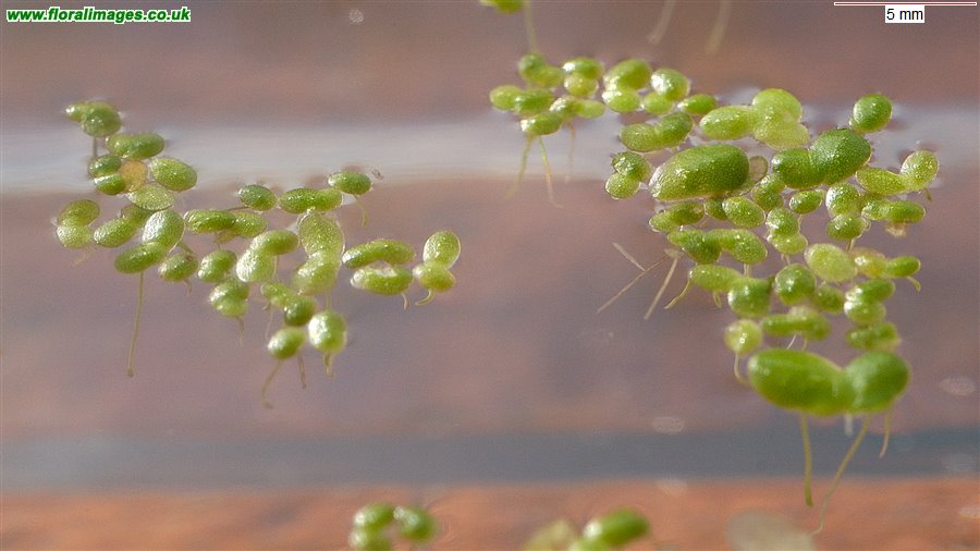 Lemna minuta