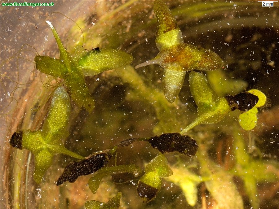 Lemna trisulca