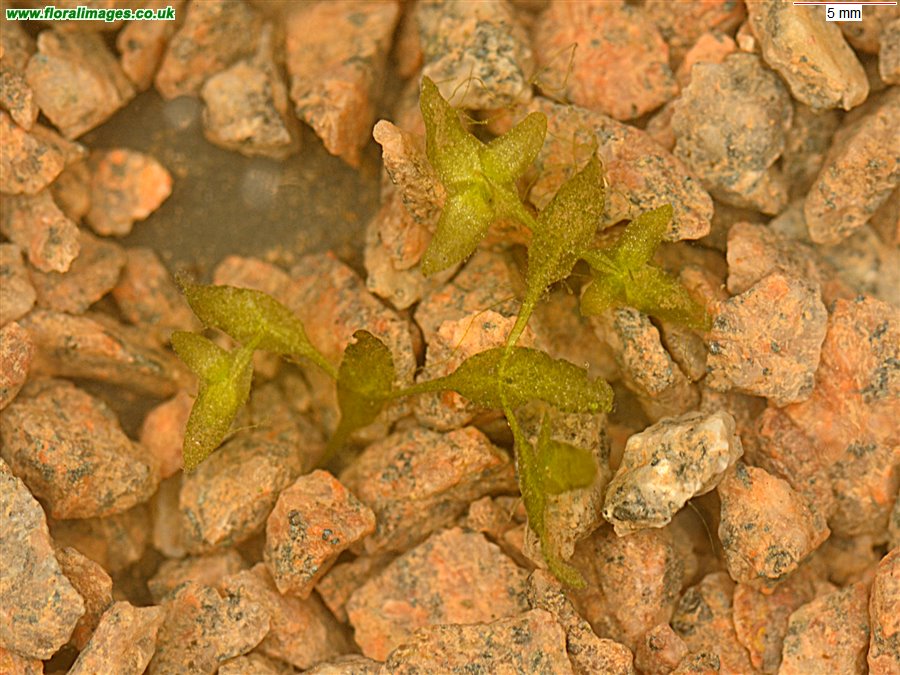 Lemna trisulca