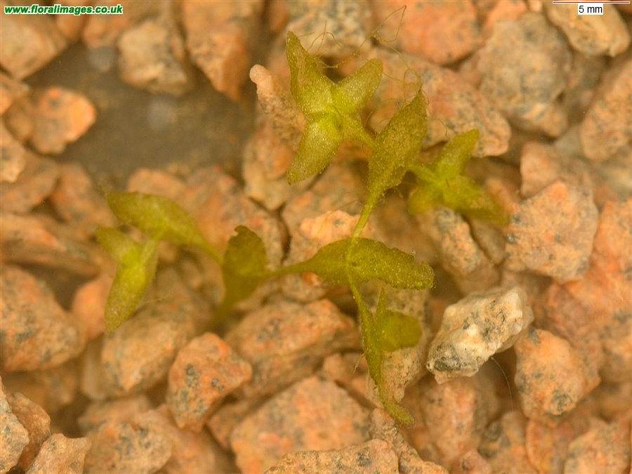 Lemna trisulca
