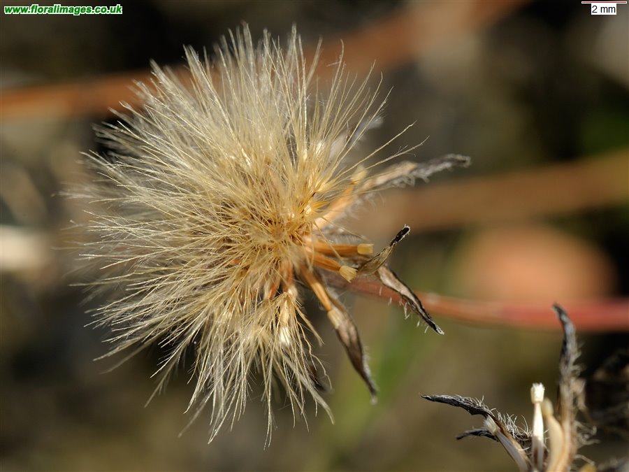 Leontodon saxatilis