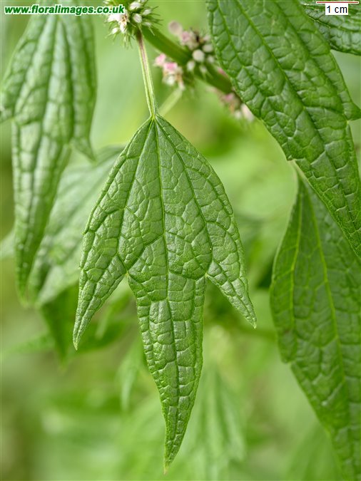 Leonurus cardiaca