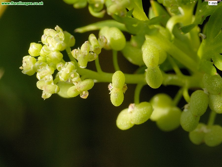 Lepidium didymum