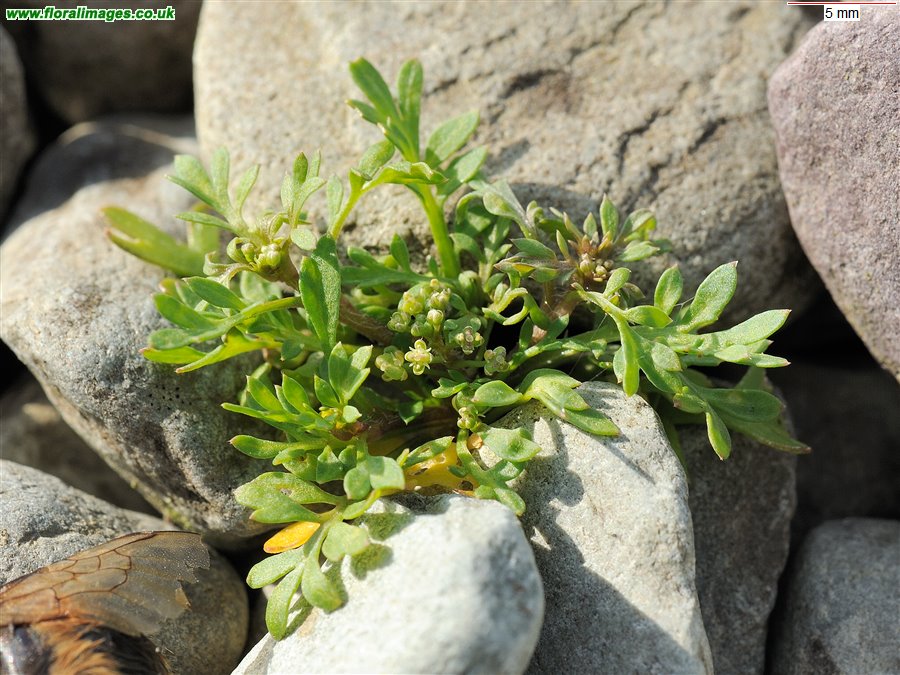 Lepidium didymum