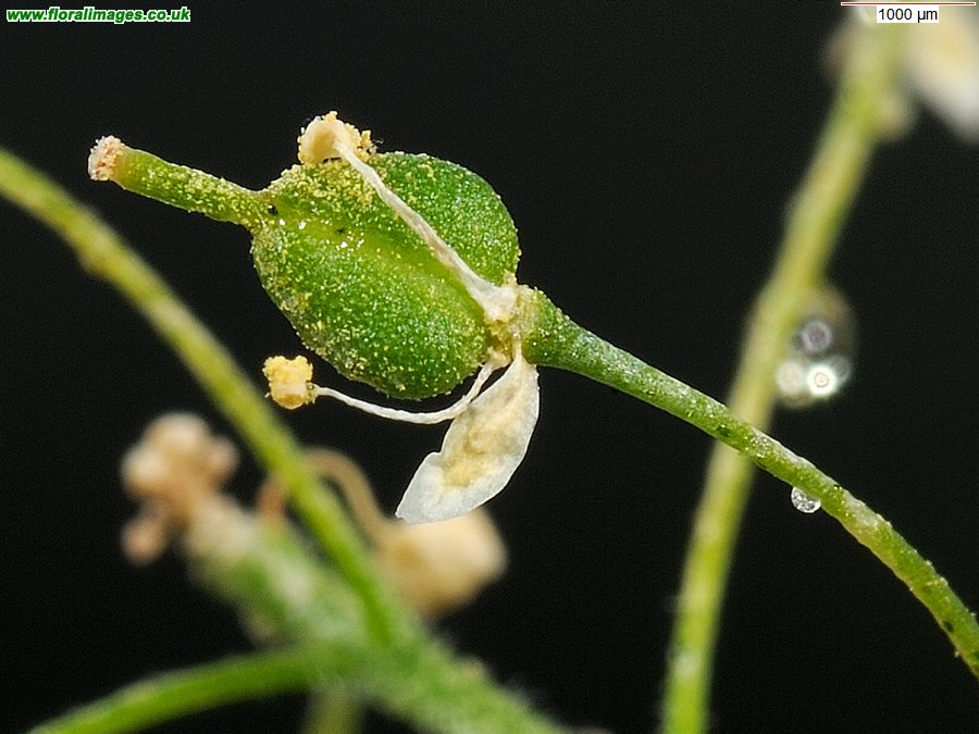 Lepidium draba