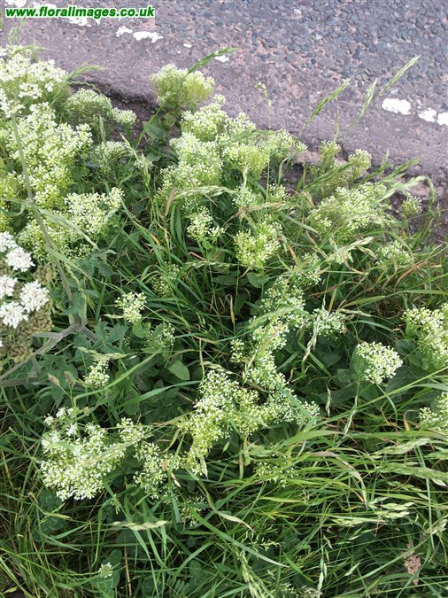 Lepidium draba