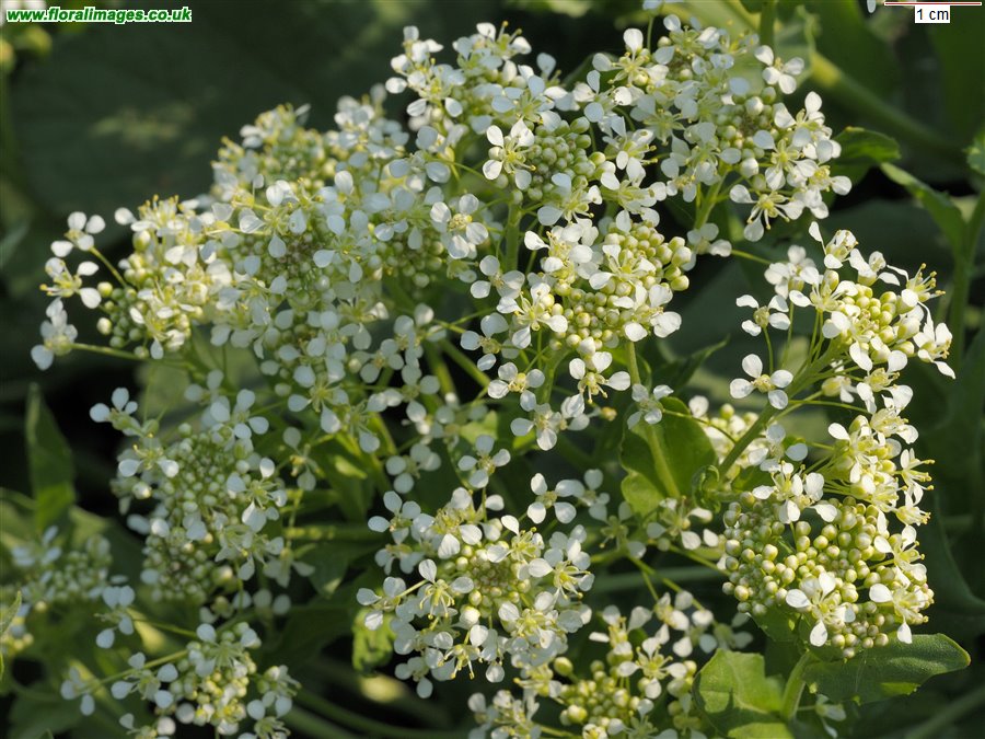 Lepidium draba