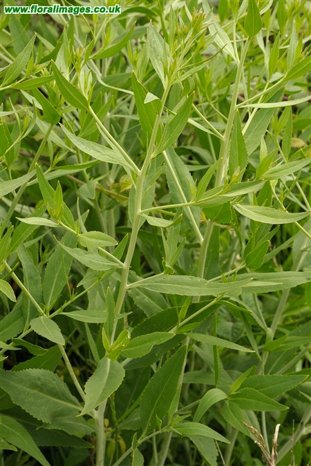 Lepidium latifolium