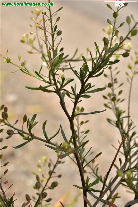 Lepidium ruderale