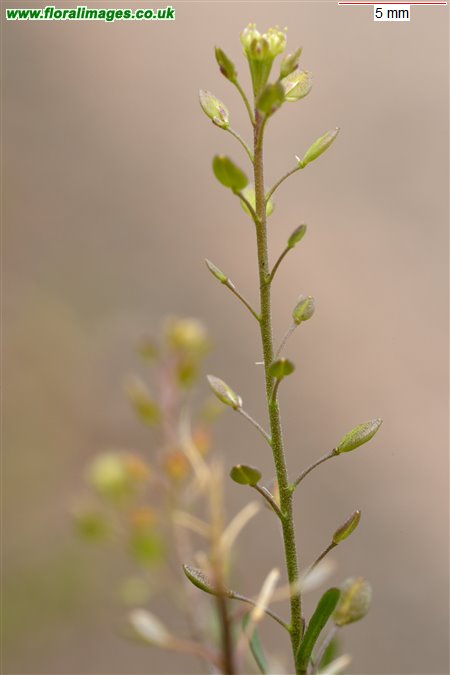 Lepidium ruderale