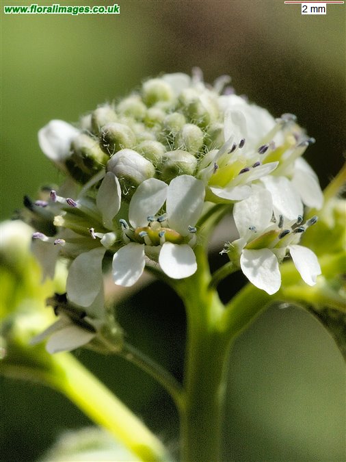 Lepidium sativum