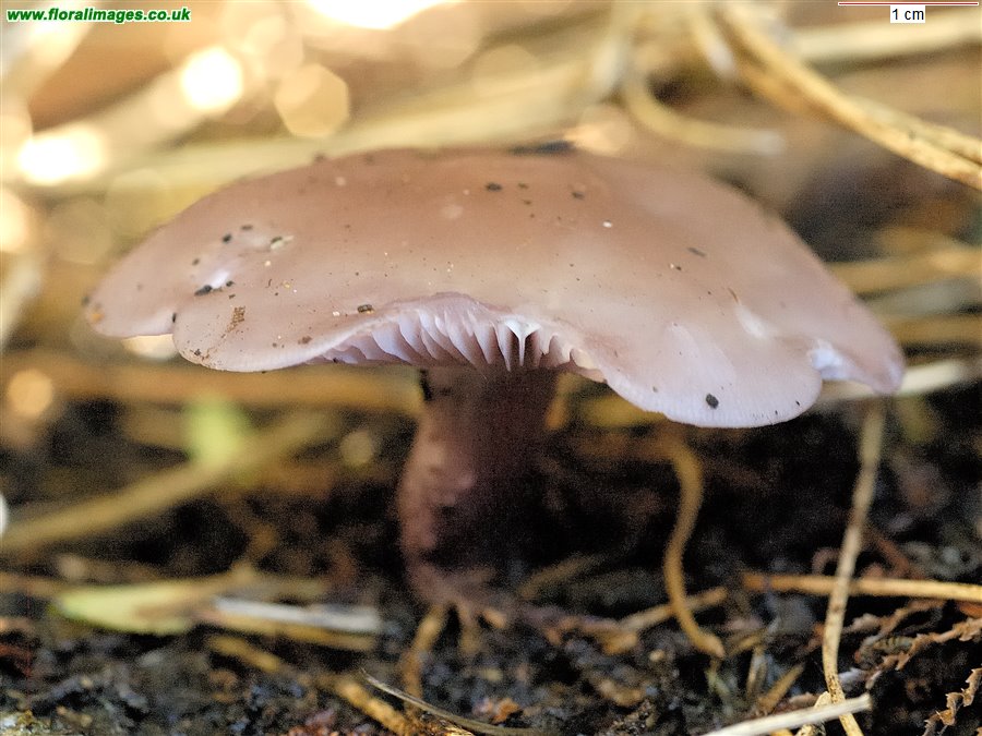 Lepista sordida