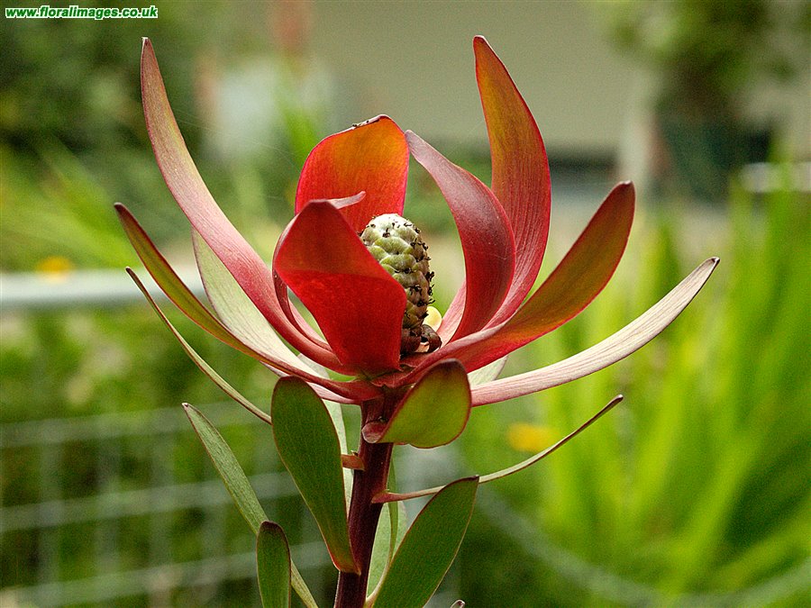 Leucadendron salignum