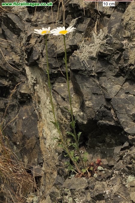 Leucanthemum vulgare