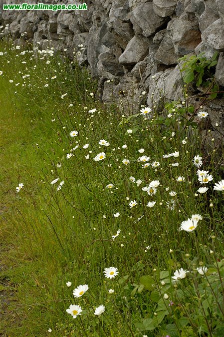 Leucanthemum vulgare