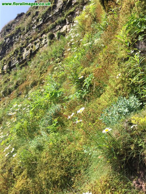 Leucanthemum vulgare