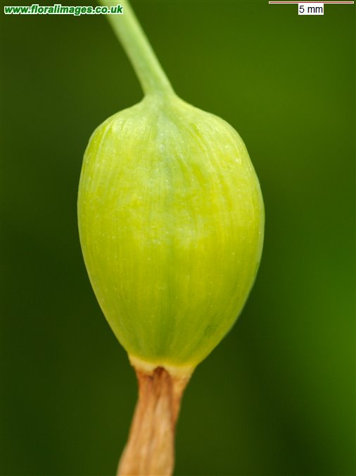 Leucojum aestivum