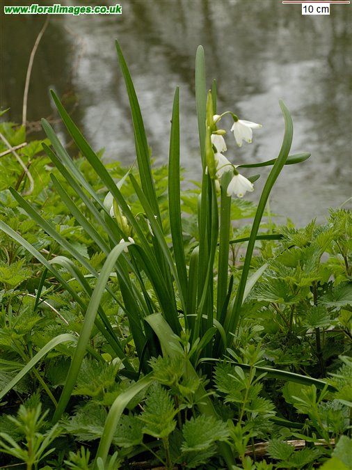 Leucojum aestivum