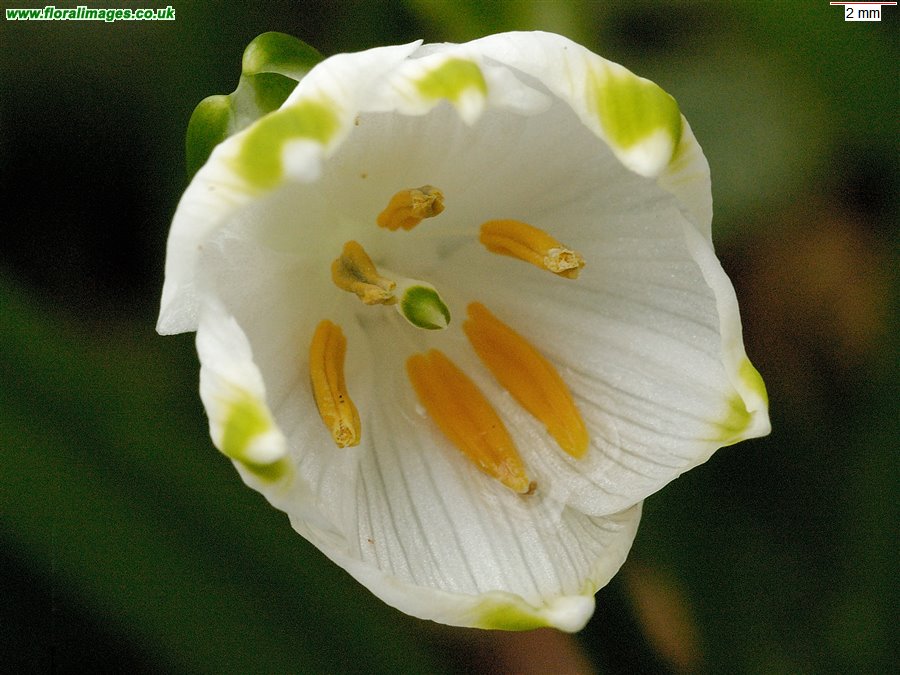 Leucojum vernum