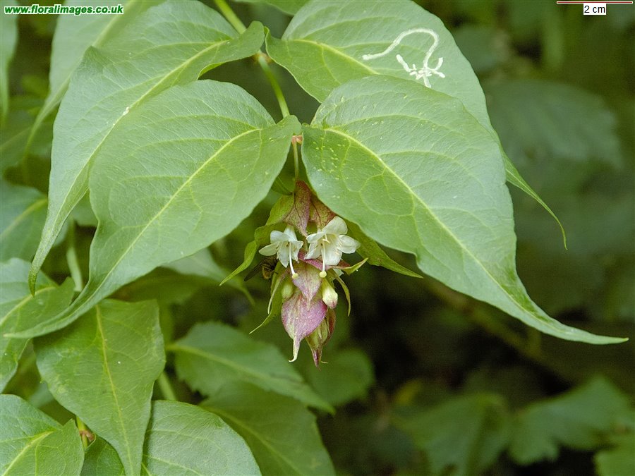 Leycesteria formosa