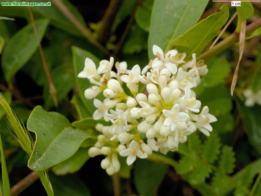 Ligustrum vulgare