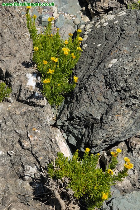 Limbarda crithmoides
