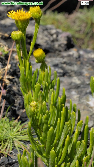 Limbarda crithmoides