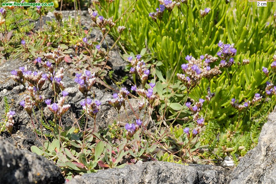 Limonium binervosum agg.