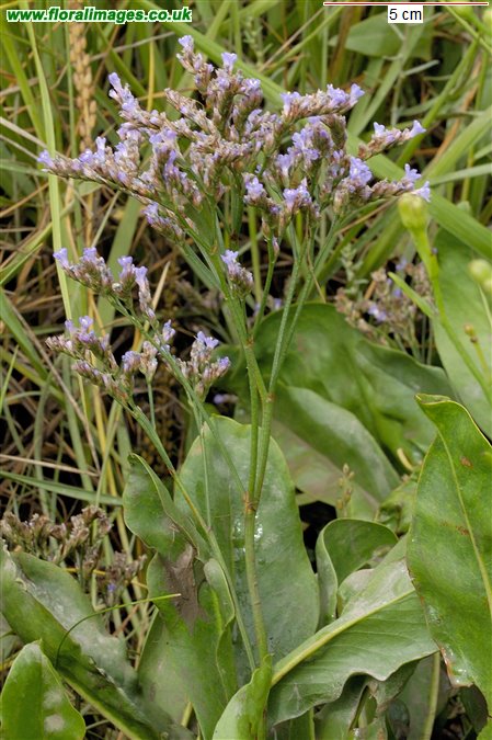 Limonium vulgare