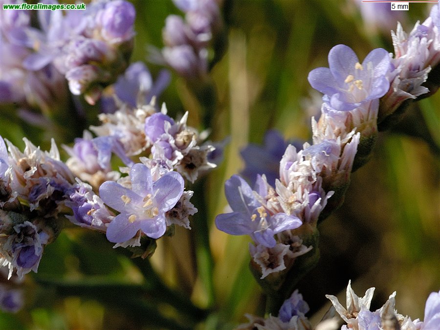 Limonium vulgare