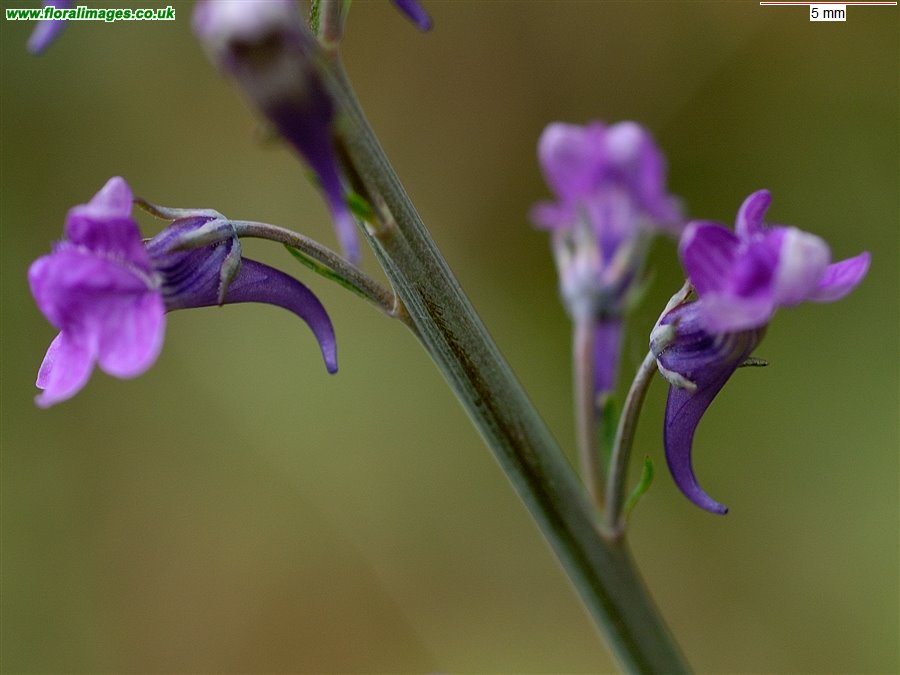 Linaria purpurea